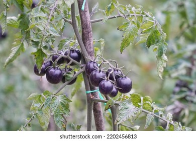 Small Black Tomatoes Grow On A Branch At An Organic Family Farm

