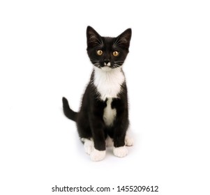 Small Black White Baby Cat Sitting Stock Photo 1455209612 | Shutterstock