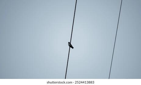 A small black and white bird perched on a single electrical wire against a gray sky. - Powered by Shutterstock