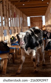 a small black and white calf on a farm, raising and fattening calves for meat or milk