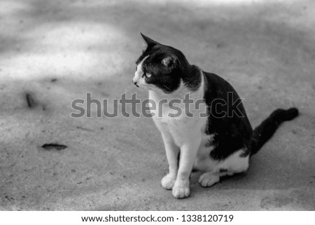 Similar – cat Cat Sweet Black White