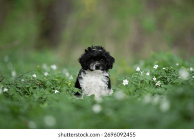 A small, black and white Cavapoo puppy sits attentively among lush green plants and delicate white flowers. It looks directly at the viewer in a field