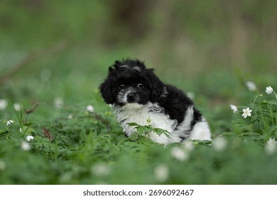 A small black and white Cavapoo puppy sits amongst lush green foliage and small white flowers. The puppy is looking directly at the camera