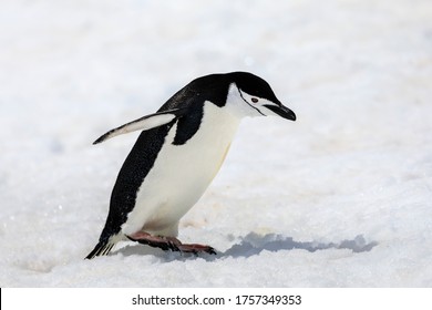 Small black and white Chinstrap penguin (Pygoscelis antarcticus), leaning forward in motion in the bright snow, frozen and remote Half Moon Island, South Shetland Islands, Polar Regions, Antarctica