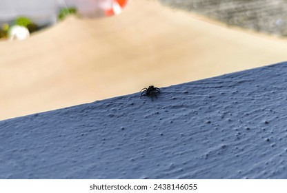 Small black and white jumping spider insect in Zicatela Puerto Escondido Oaxaca Mexico.