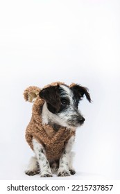 Small Black And White Mixed Breed Terrier Type Mutt Dog Puppy In Teddy Bear Costume Funny Cute Halloween Isolated In Studio On White Background