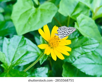 Small black and white patterned butterfly rests on a vibrant yellow daisy-like flower surrounded by lush green foliage