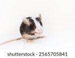 small black - white satin mouse sits on white background with copy space, small rodent as favorite pet.