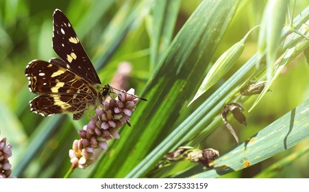 A small black and yellow butterfly drinks nectar and pollinates pink flowers. Natural close-up image of an insect. Selective focus, blurred background. - Powered by Shutterstock