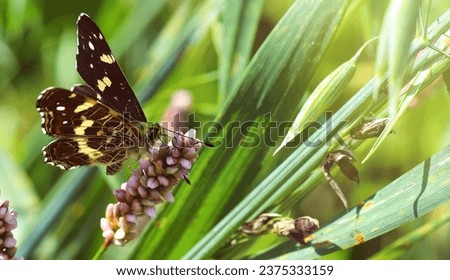 A small black and yellow butterfly drinks nectar and pollinates pink flowers. Natural close-up image of an insect. Selective focus, blurred background.