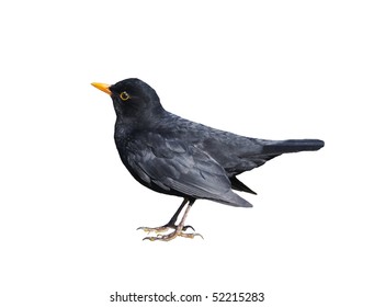 Small Blackbird Isolated On White