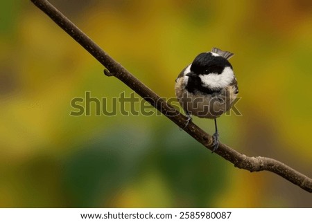 A small black-capped chickadee perched on a branch with a blurred autumn background.