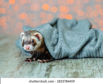 A small black-white puppy fluffy ferret lies in a gray knitted sweater on the floor of the house