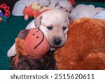 A small blonde Labrador puppy is relaxing on a brown lion plush toy.