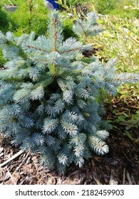 a small blue american spruce Super blue Sidling on a flower bed with bark mulch - Shutterstock ID 2182459903