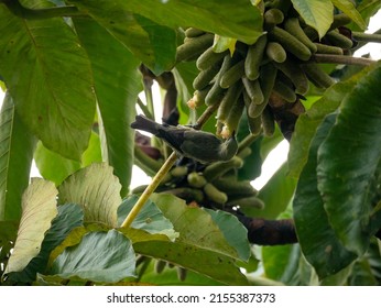 Small Blue Bird Eating Fruits From The Top Of A Tree