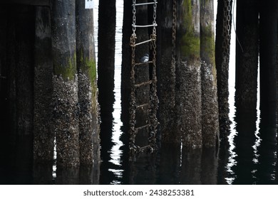 Small blue bird sitting over the harbor on a chain ladder.  Moss and barnacle covered wood pillars surrounding.  - Powered by Shutterstock