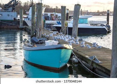 Small blue boat on the jetty with many seagulls in the evening mood - Powered by Shutterstock