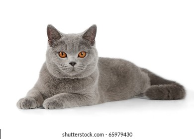 Small blue british female kitten  on white background