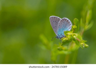 Pequeña mariposa azul en