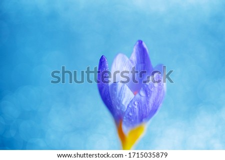 Similar – crocus Nature Plant Spring