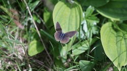 Small Blue (Cupido Minimus): A Charming Encounter In The Alpine Meadow. Summer Shots