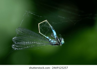 Una Pequeña libélula azul