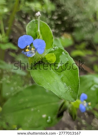 A small blue flower, native to the caatinga, the predominant biome in the Brazilian hinterland.