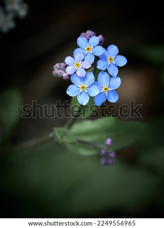 Small blue forget-me-not flowers on a dark background.