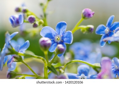 Small blue forget-me-nots close up. Macro photography, the concept of summer bloom. Minimalism, design. 