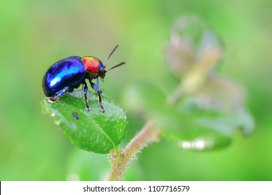 A small blue insect is caught on a green leaf.