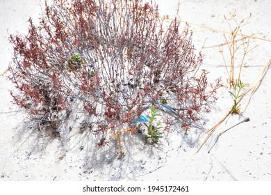 Small Blue Lizard hides in plant at White Sands National Park New Mexico USA