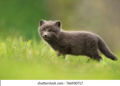 2,795 Arctic blue fox Images, Stock Photos & Vectors | Shutterstock