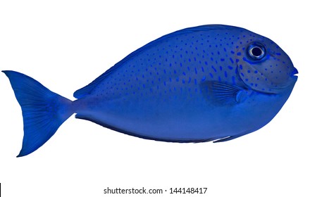 Small Blue Spotted Fish Isolated On White Background