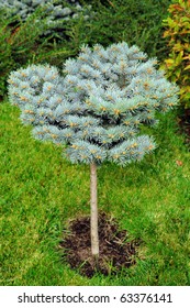 Small blue spruce