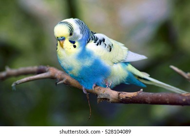 5,339 Parakeet Flying Images, Stock Photos & Vectors 