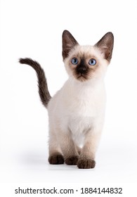 A Small Blue-eyed Thai Kitten Walks Forward And Looks Up. The Tail Is Up. Isolation On A White Background