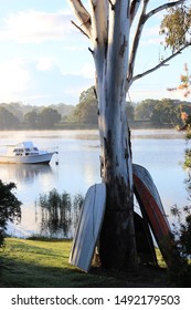 Small Boats Leaning Against A Large Gumtree, Boat On Misty River In The Background, Early Morning, Australia