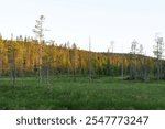 A small bog with some Pine trees in front of a hillside in Iivaara near Kuusamo, Northern Finland