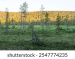 A small bog with some Pine trees in front of a hillside in Iivaara near Kuusamo, Northern Finland