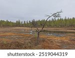 Small bog view at Ovre Pasvik National Park on a cloudy spring day, Norway.