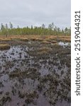 Small bog view at Ovre Pasvik National Park on a cloudy spring day, Norway.