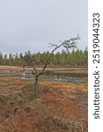 Small bog view at Ovre Pasvik National Park on a cloudy spring day, Norway.