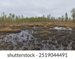 Small bog view at Ovre Pasvik National Park on a cloudy spring day, Norway.