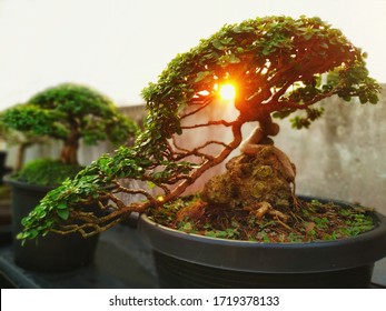 A small bonsai is growing in a black pot, overlaid with the light of the orange sun, giving a feeling of warmth in the morning. Bonsai Tree Gardening Concept. - Powered by Shutterstock