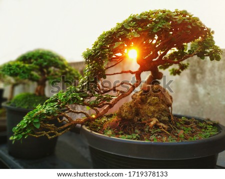 A small bonsai is growing in a black pot, overlaid with the light of the orange sun, giving a feeling of warmth in the morning. Bonsai Tree Gardening Concept.