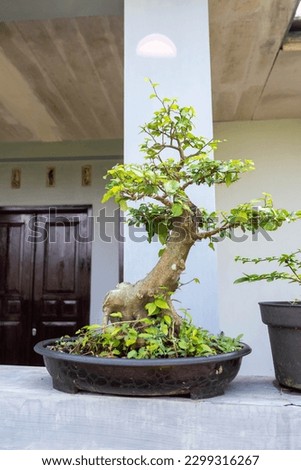 small bonsai on shallow rounded pot
