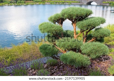 Small bonsai pine tree in the garden near the lake. Bonsai tree. Plant for landscaping the garden. 