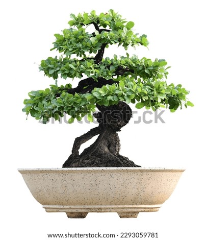 Small bonsai plants in pots are a hobby for decorating the garden isolated on white background