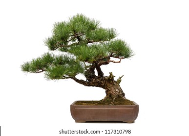 A small bonsai tree in a ceramic pot. Isolated on a white background.